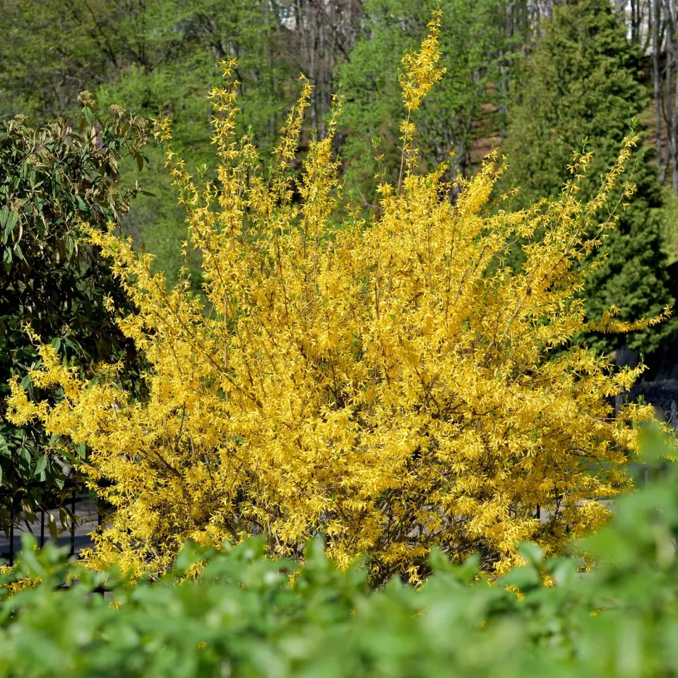 Plant and Stories Forsythia Goldrausch arbuste pot 17 cm jaune