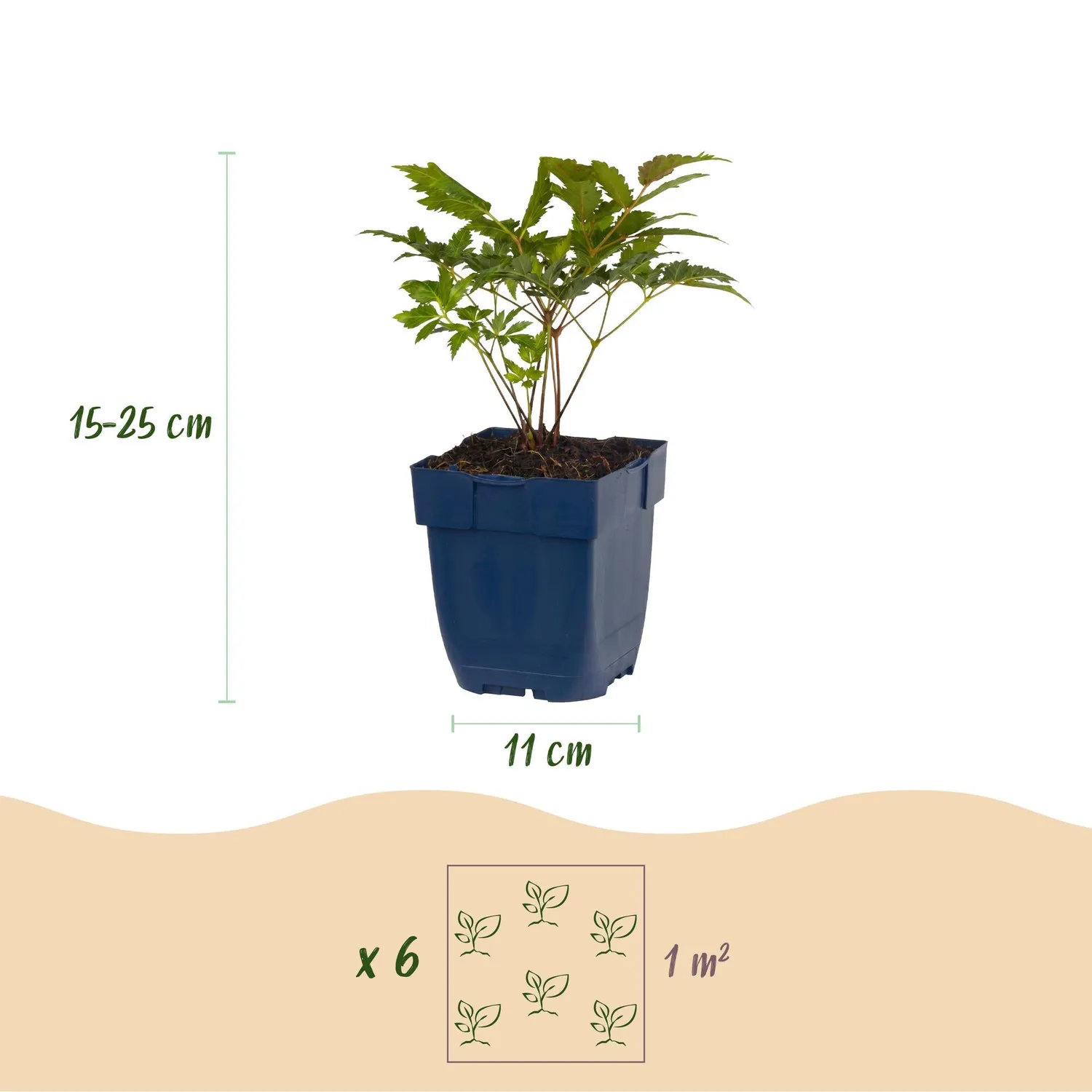 Plant and Stories Astilbe Fanal vivace 3 plants rouge