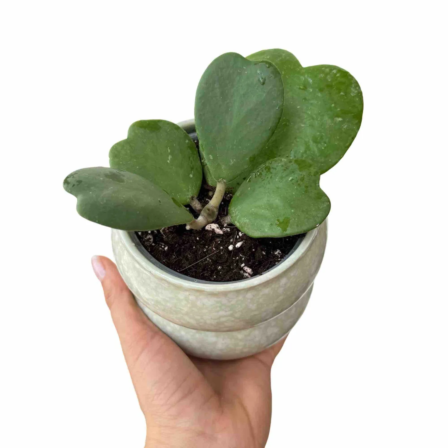 Plant and Stories Hoya Kerrii plante d’intérieur pot 6 cm cœur