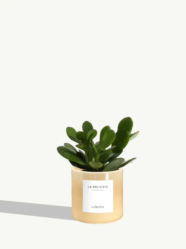 By Charlot La Délicate petite plante pot XS entretien facile