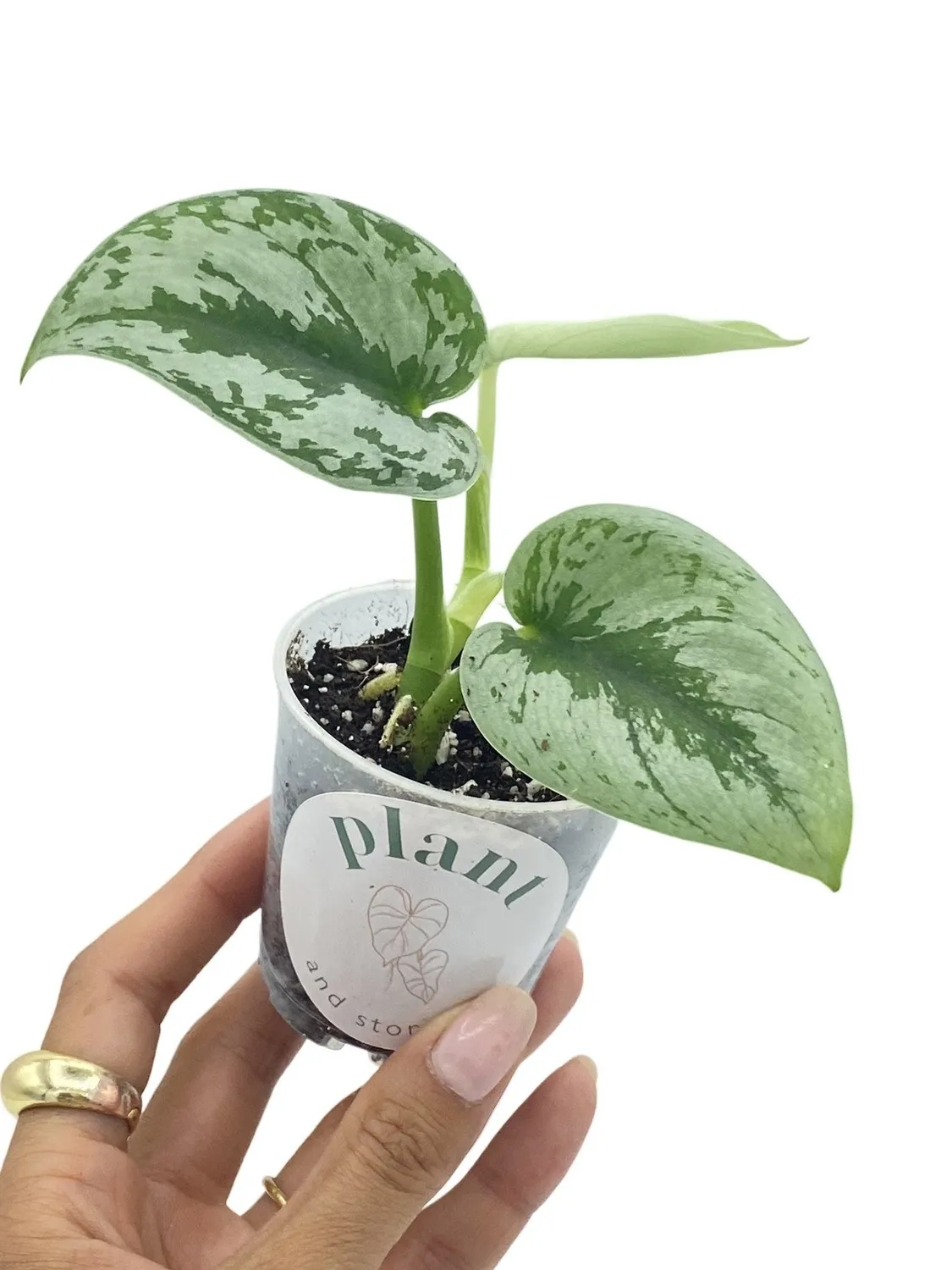 Plant and Stories Scindapsus Pictus Trebie plante retombante pot 12 cm