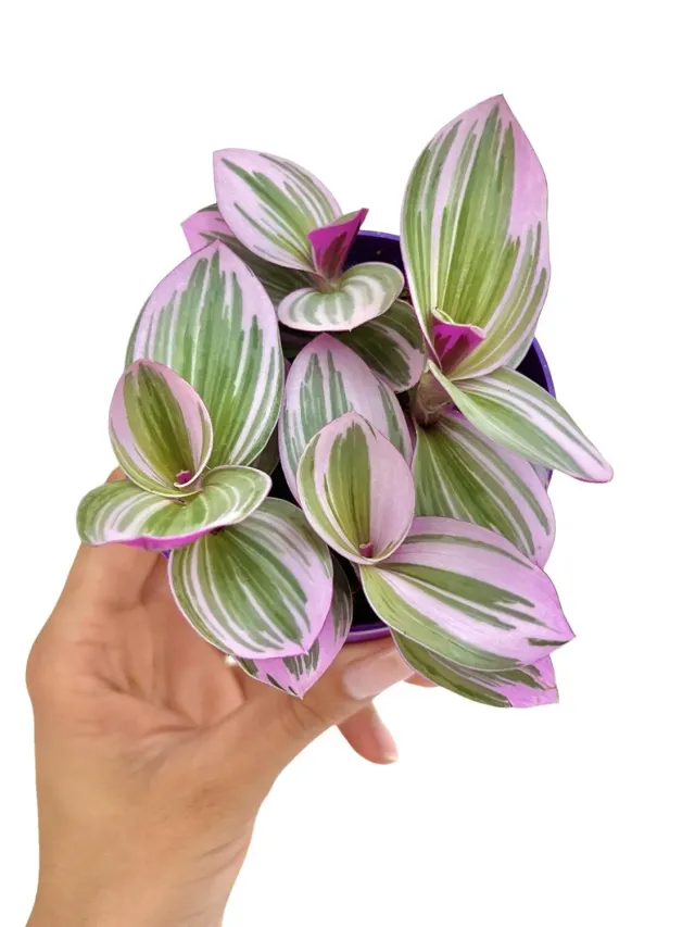 Plant and Stories Tradescantia Nanouk plante d'intérieur pot 8 cm rose
