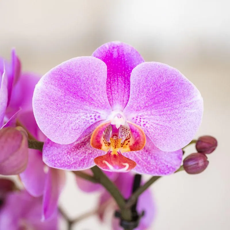 Plant and Stories Frederikstad orchidée violet-rose pot 9 cm