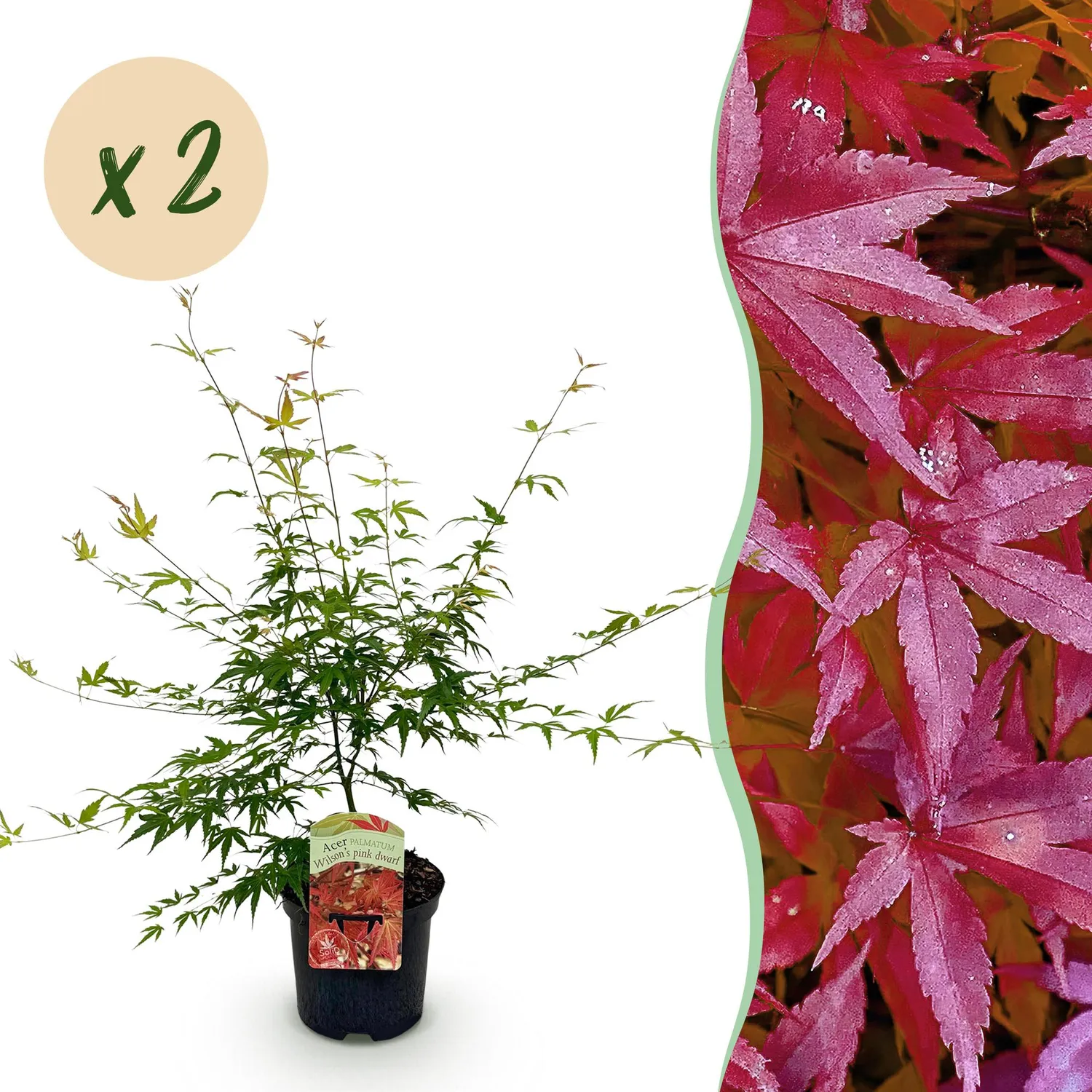Plant and Stories Pink Dwarf érable du Japon pot 19 cm