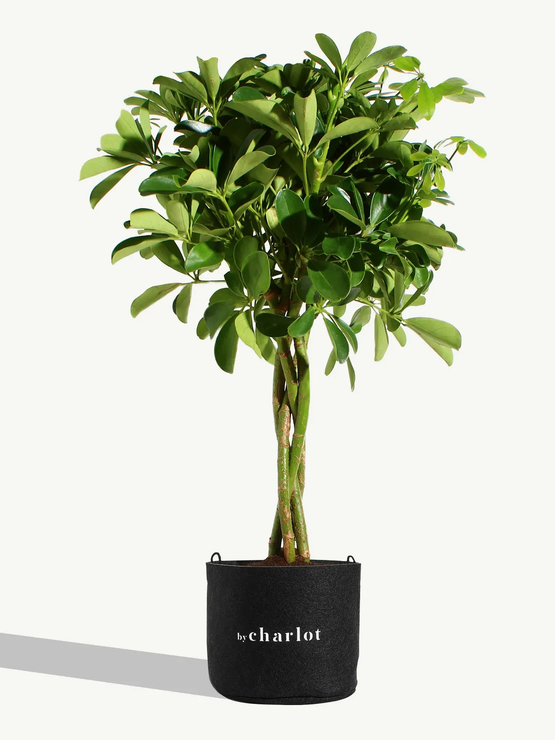 By Charlot La Pétillante plante Schefflera 65 cm