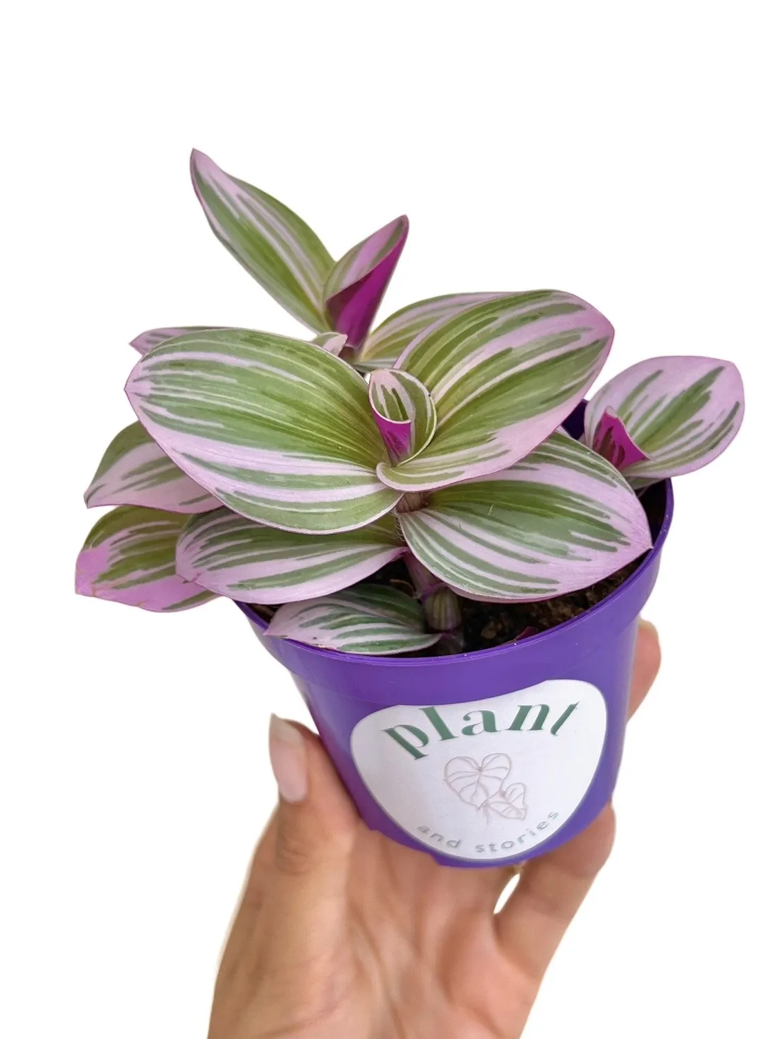 Plant and Stories Tradescantia Nanouk plante d'intérieur pot 8 cm rose