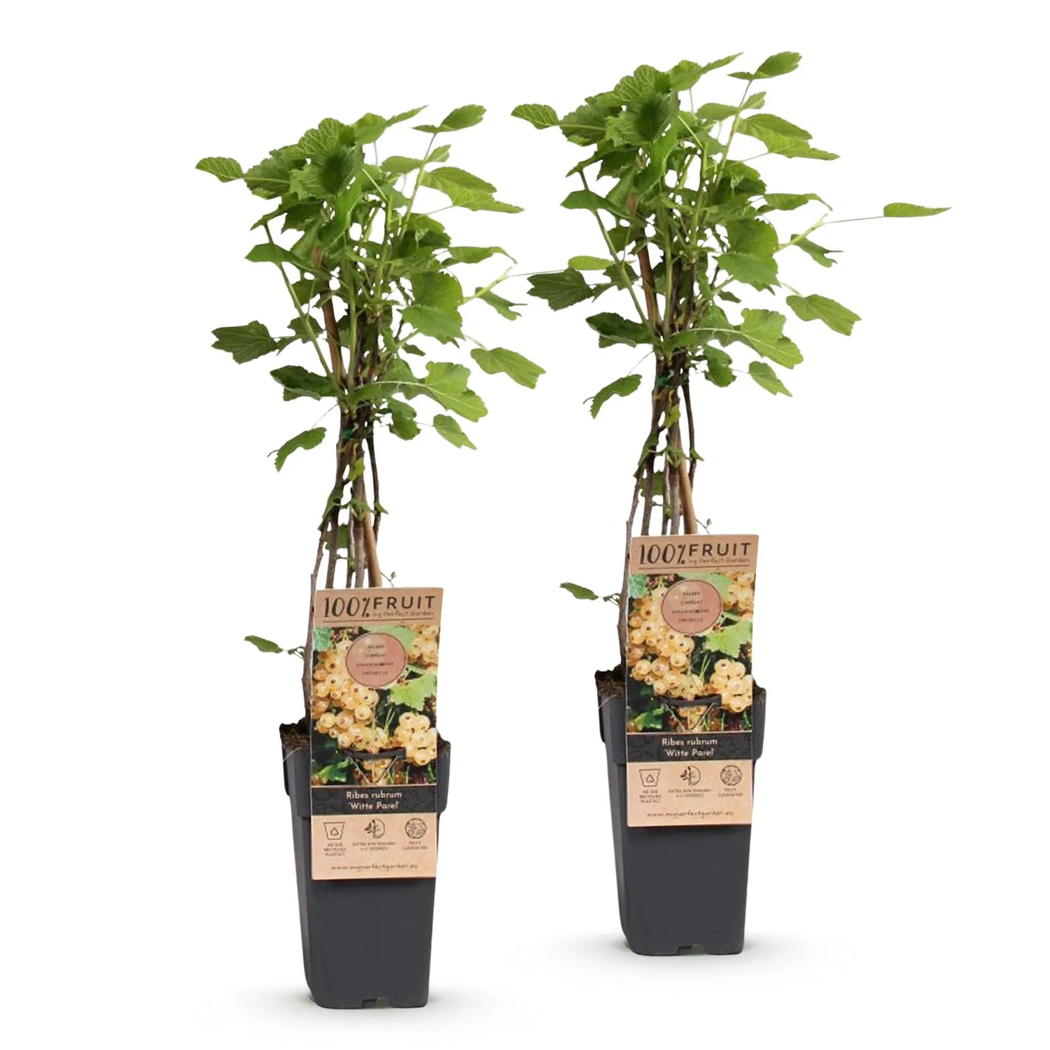 Plant and Stories Witte Parel groseillier lot 2 pots baie blanche sucrée