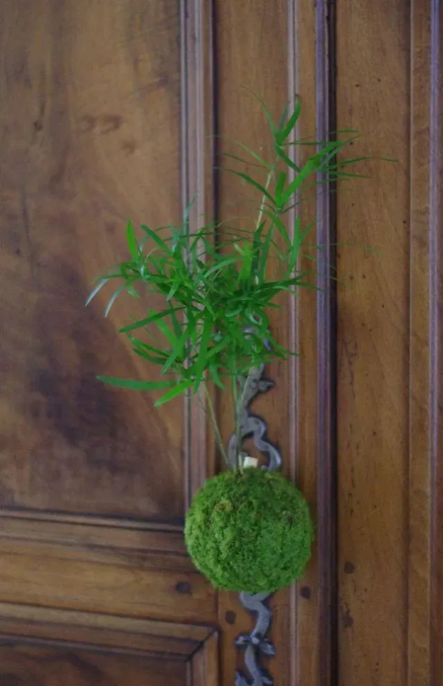 Aquaphyte Neodyme kokedama asparagus magnet 8 cm