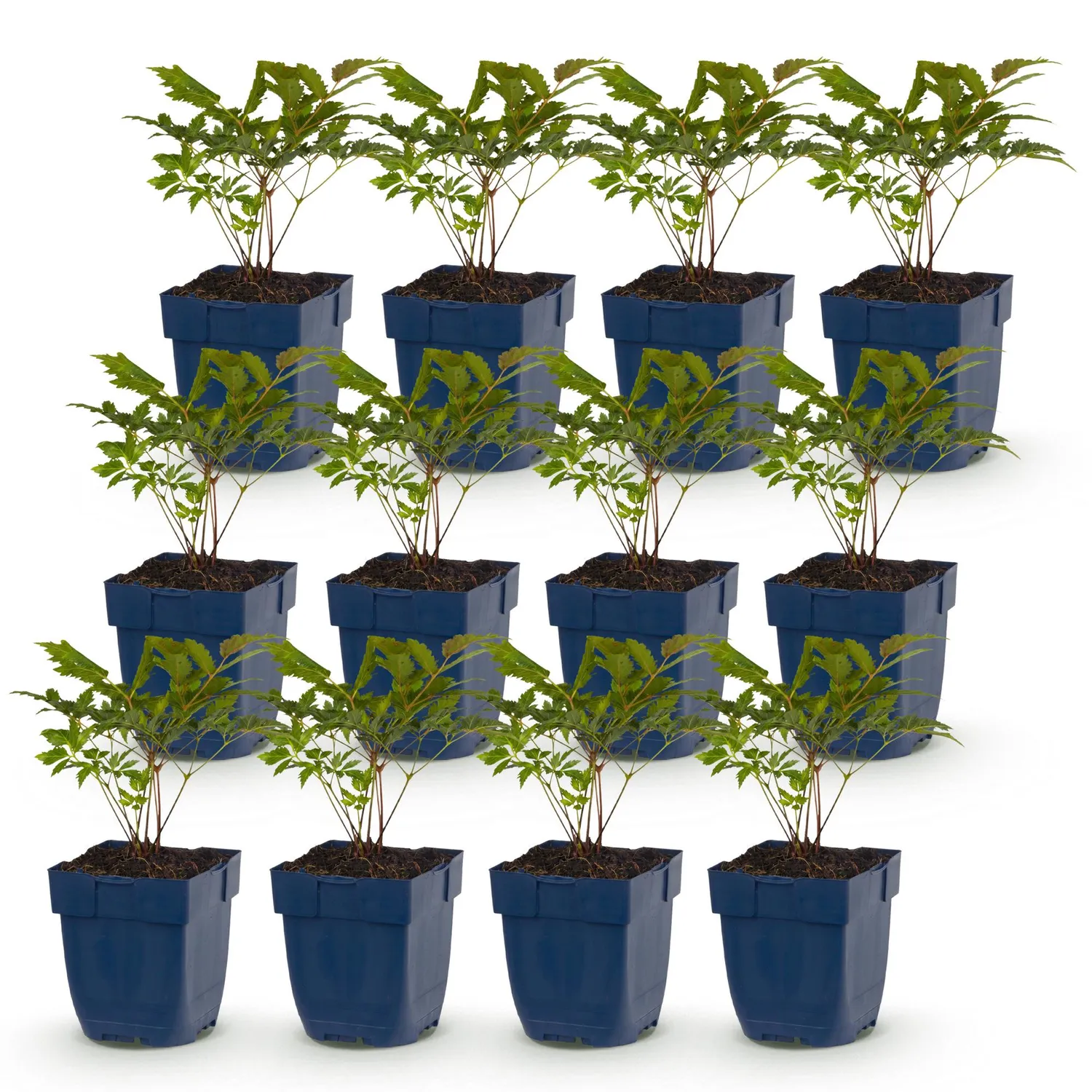 Plant and Stories Astilbe Fanal vivace 3 plants rouge
