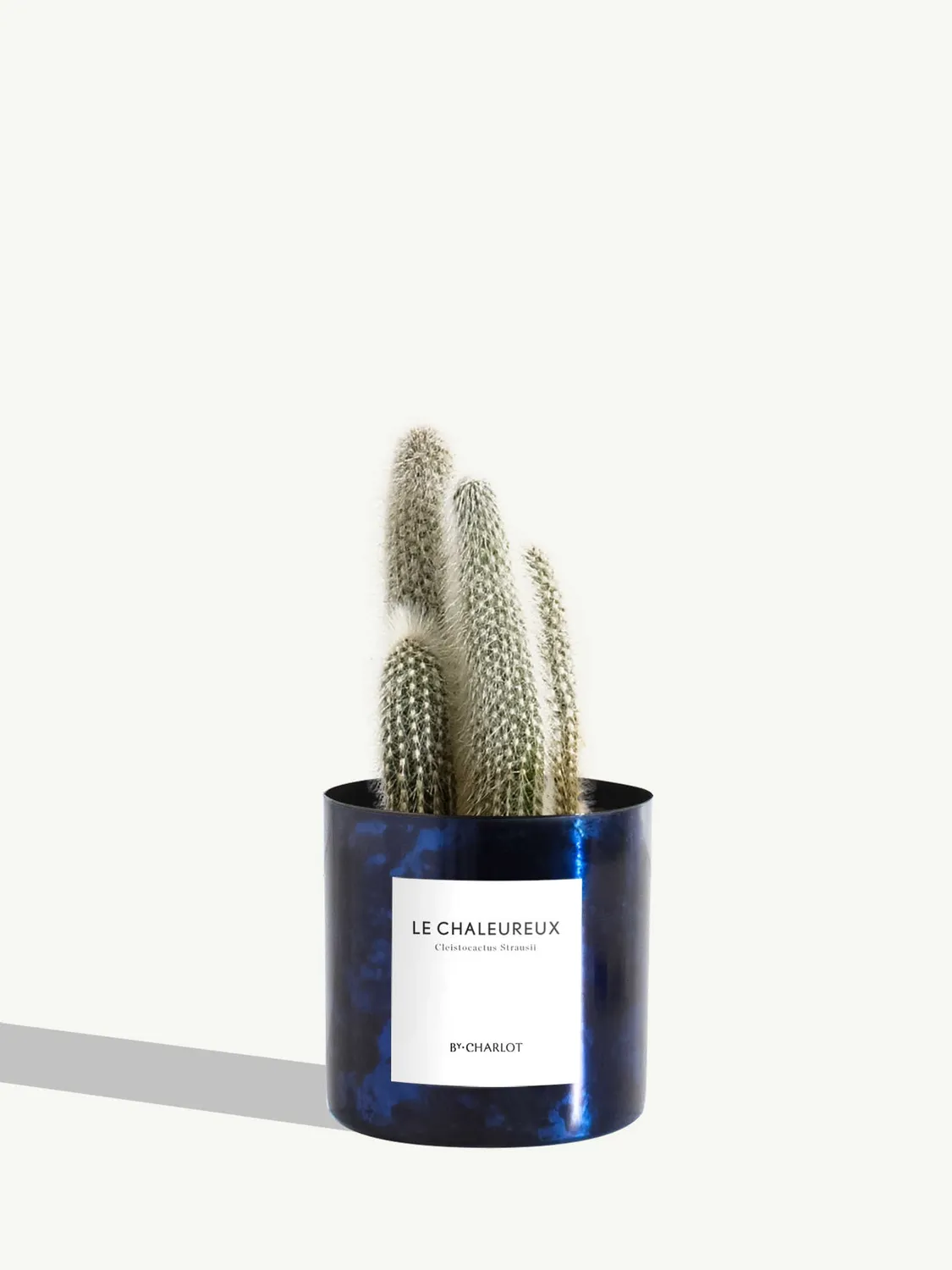 By Charlot Le Chaleureux cactus Cleistocactus pot 10 cm