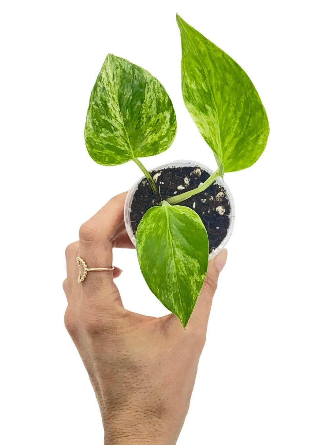 Plant and Stories Epipremnum Marble Queen plante pot 6 cm panachée