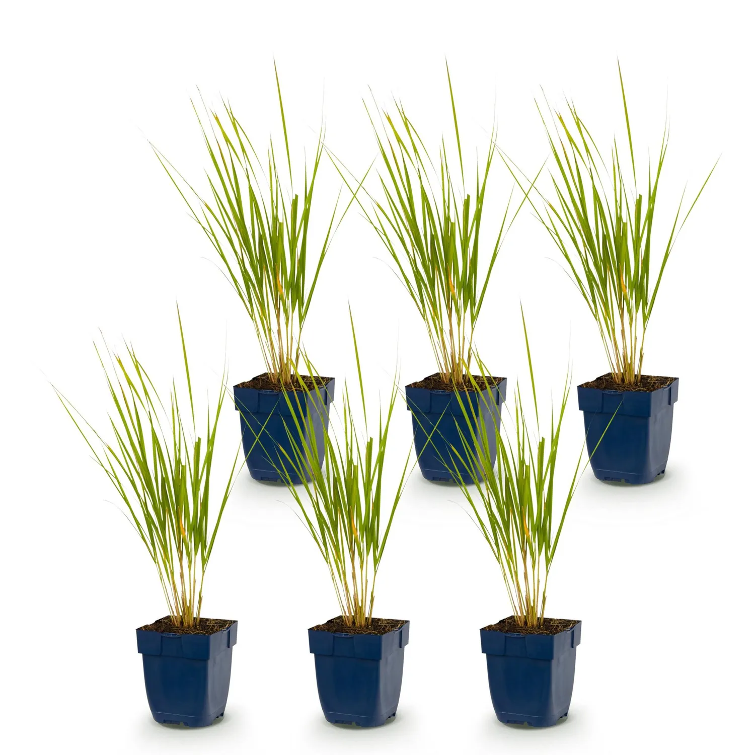Plant and Stories Calamagrostis Karl Foerster graminée 1 plant dorée