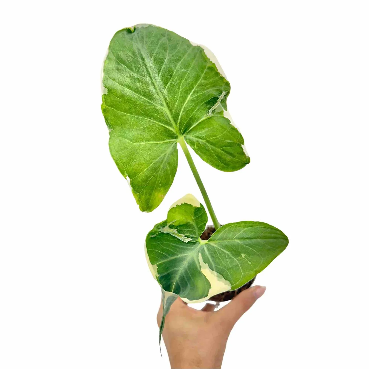 Plant and Stories Xanthosoma Atrovirens Variegata plante 10,5cm