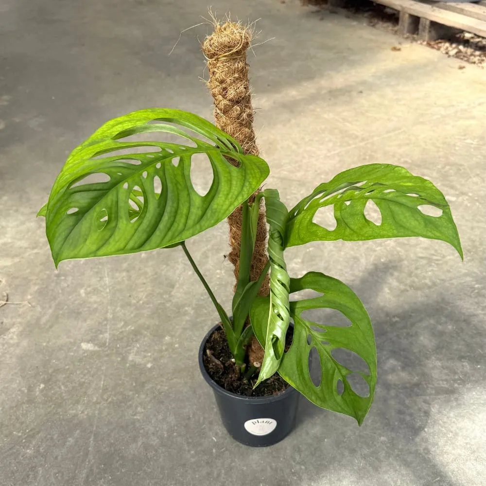 Plant and Stories Monstera Esqueleto plante intérieur pot 17cm 60cm
