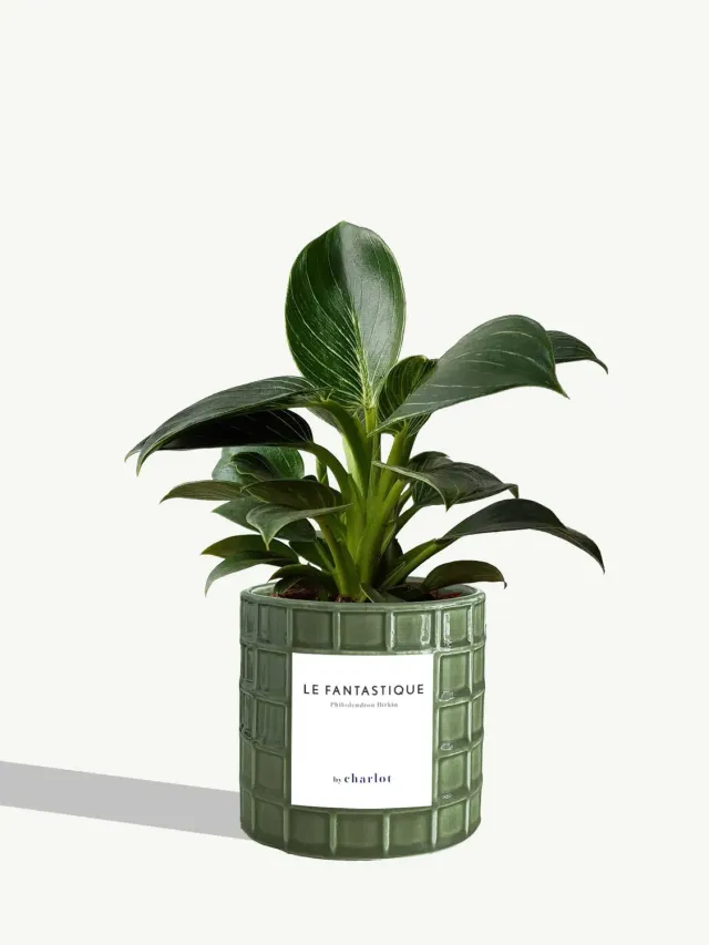 By Charlot Le Fantastique plante peperomia pot 10 cm