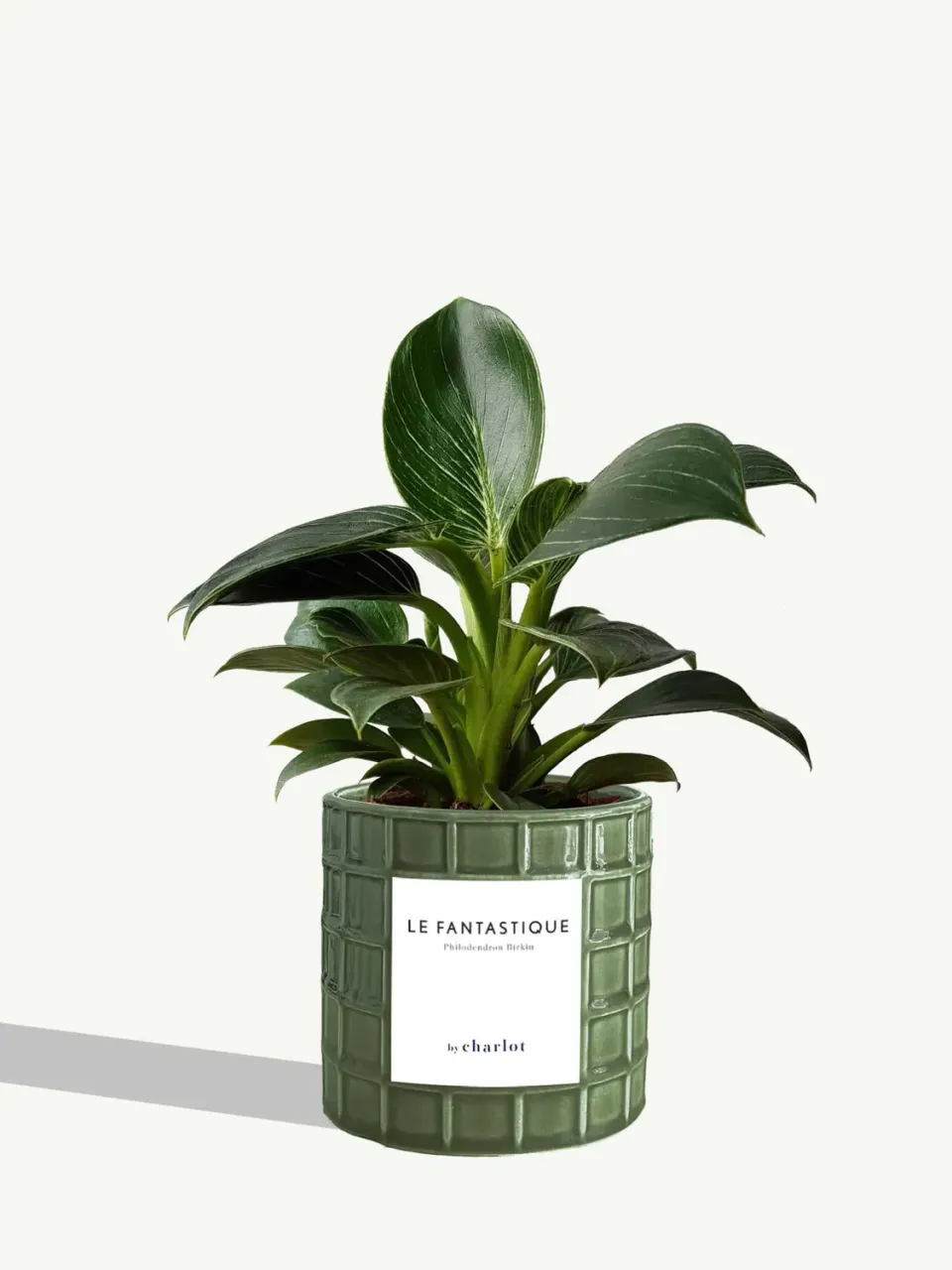 By Charlot Le Fantastique plante peperomia pot 10 cm