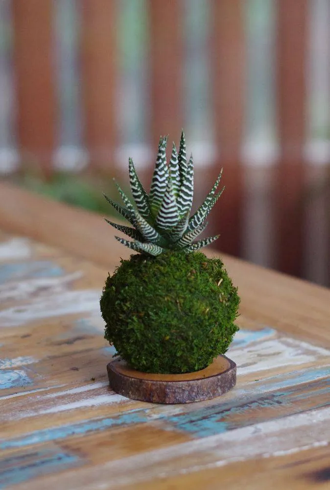 Aquaphyte Lushan Magnet kokedama haworthia zébrée