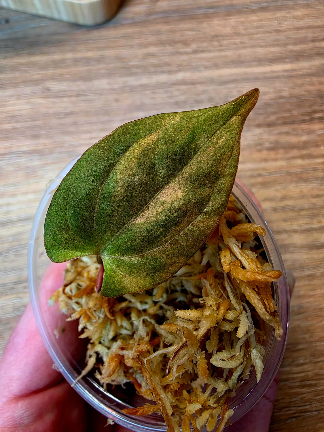 plant.ess Anthurium Guna Yala x RVDP plante panachée 1 feuille