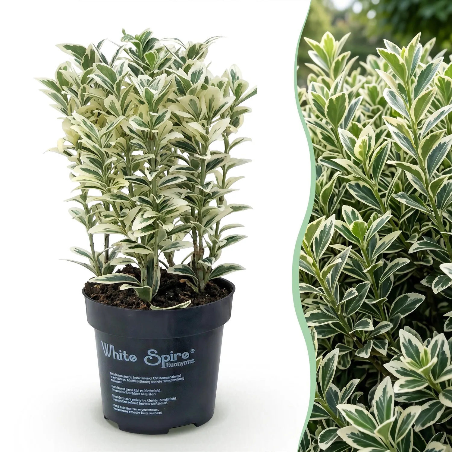 PLANT AND STORIES Fusain White Spire plante haie 8 plants panaché