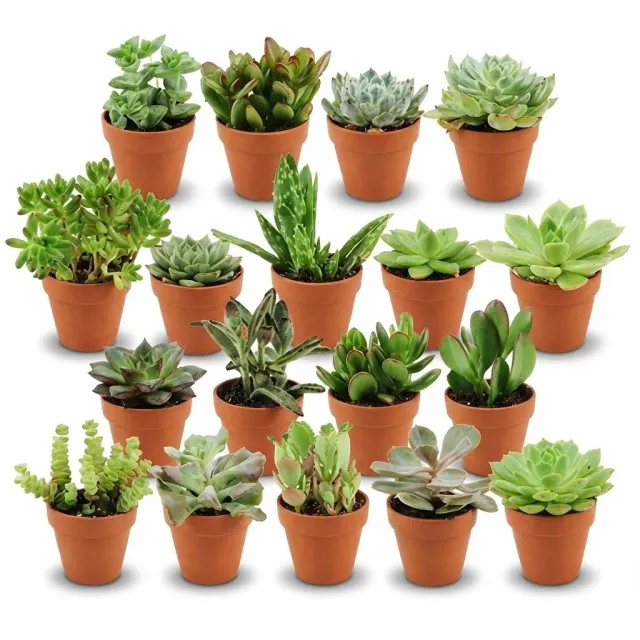Plant and Stories Mix surprise 18 mini succulentes pot 8 cm terracotta