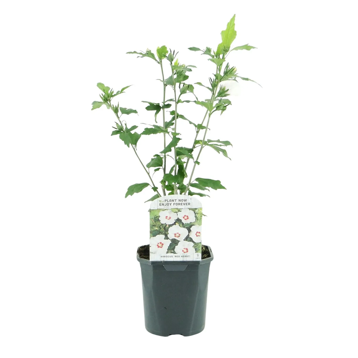 Plant and Stories Hibiscus Red Heart arbuste pot 17 cm