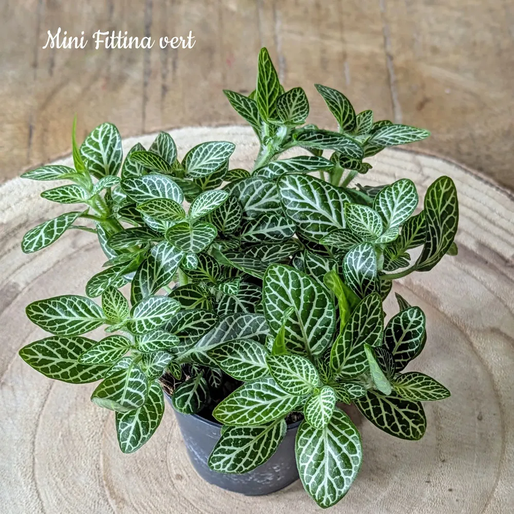 Réconciliation Végétale recharge terrarium petit modèle 1 plante