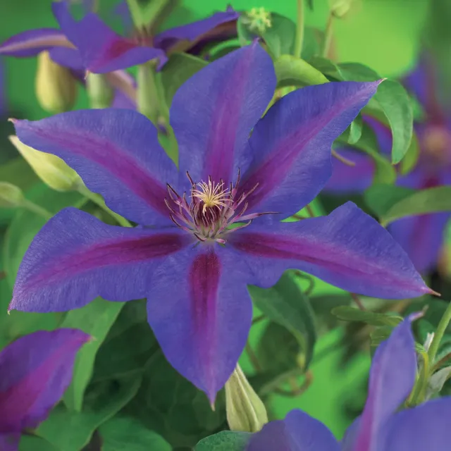 Plant and Stories Mrs N Thompson clematite grimpante 2 plants violet