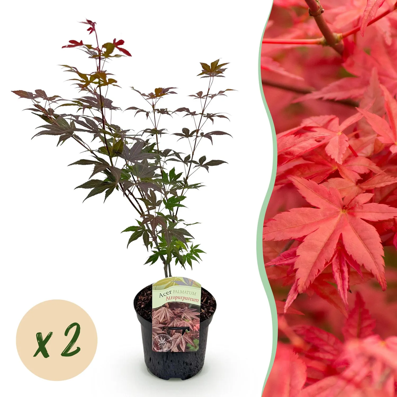 Plant and Stories Érable Japon Atropurpureum arbuste pot 19 cm pourpre