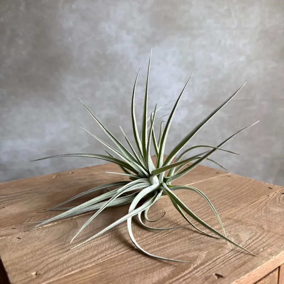 Airplantshop Tillandsia pohliana plante aérienne 10 cm xeric