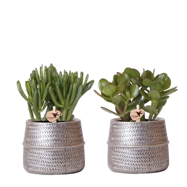 Plant and Stories Duo Succulentes cache-pots céramique 9 cm argent