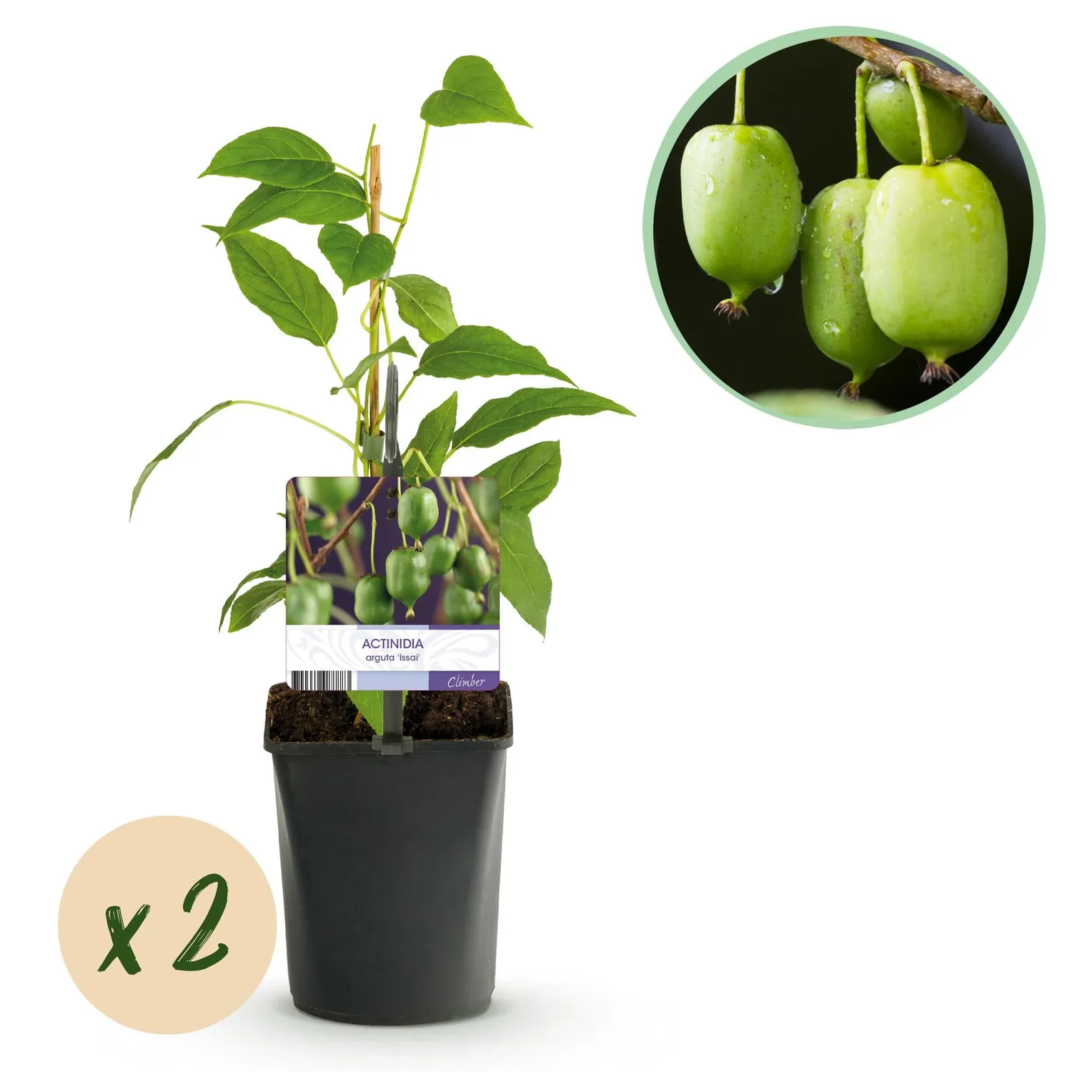 Plant and Stories Kiwi Issai autofertile lot 2 plants pot 11 cm