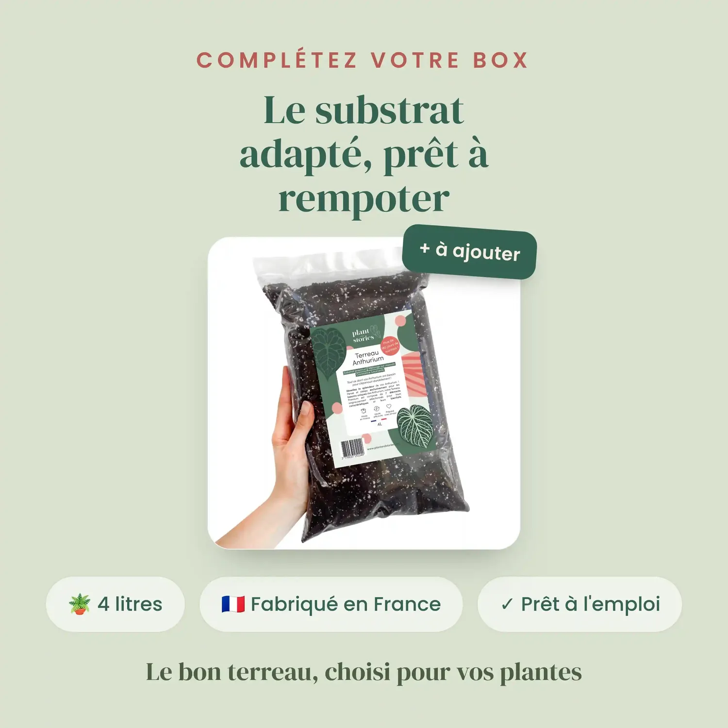 Plant and Stories Box Anthurium Mystère lot 3 plantes rares