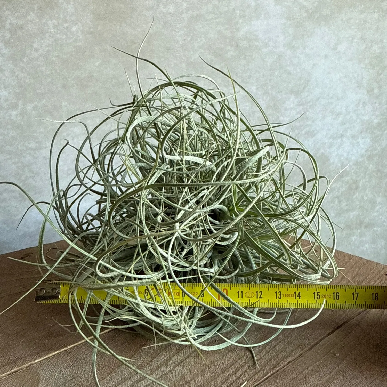 Airplantshop Tillandsia Rectifolia plante aérienne cluster