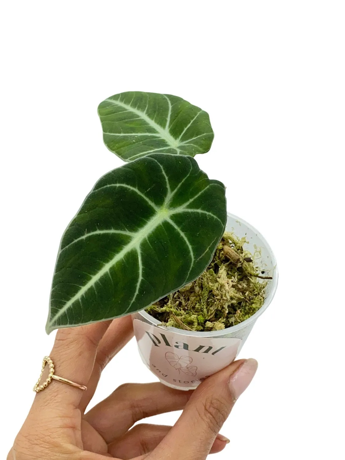 PLANT AND STORIES Black Velvet alocasia velours pot 12 cm