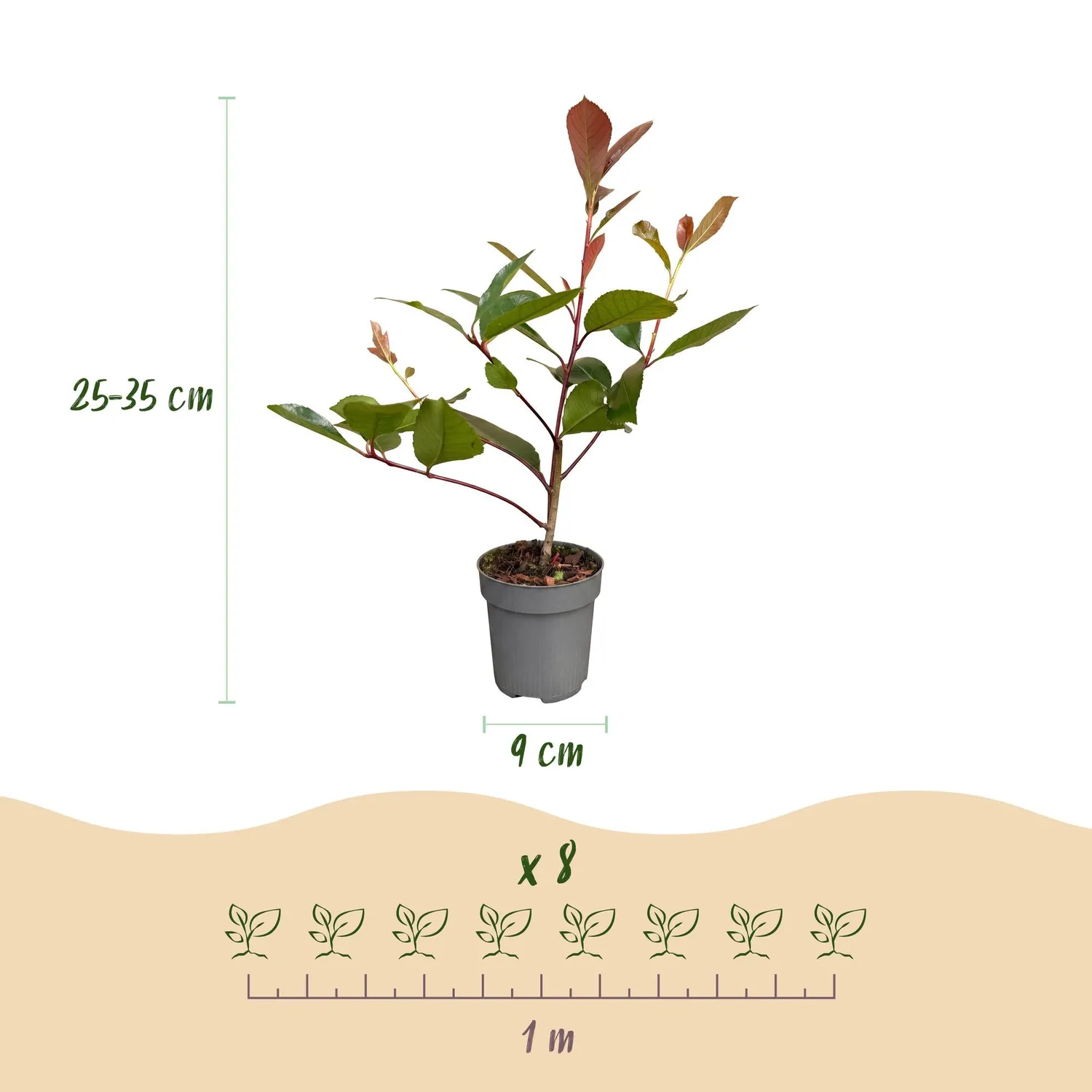 Plant and Stories Red Robin photinia haie 8 plants pot 9 cm
