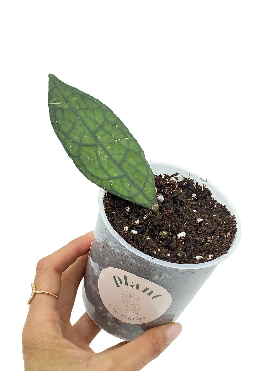 Plant and Stories Hoya Clemensiorum plante pot 6cm velouté