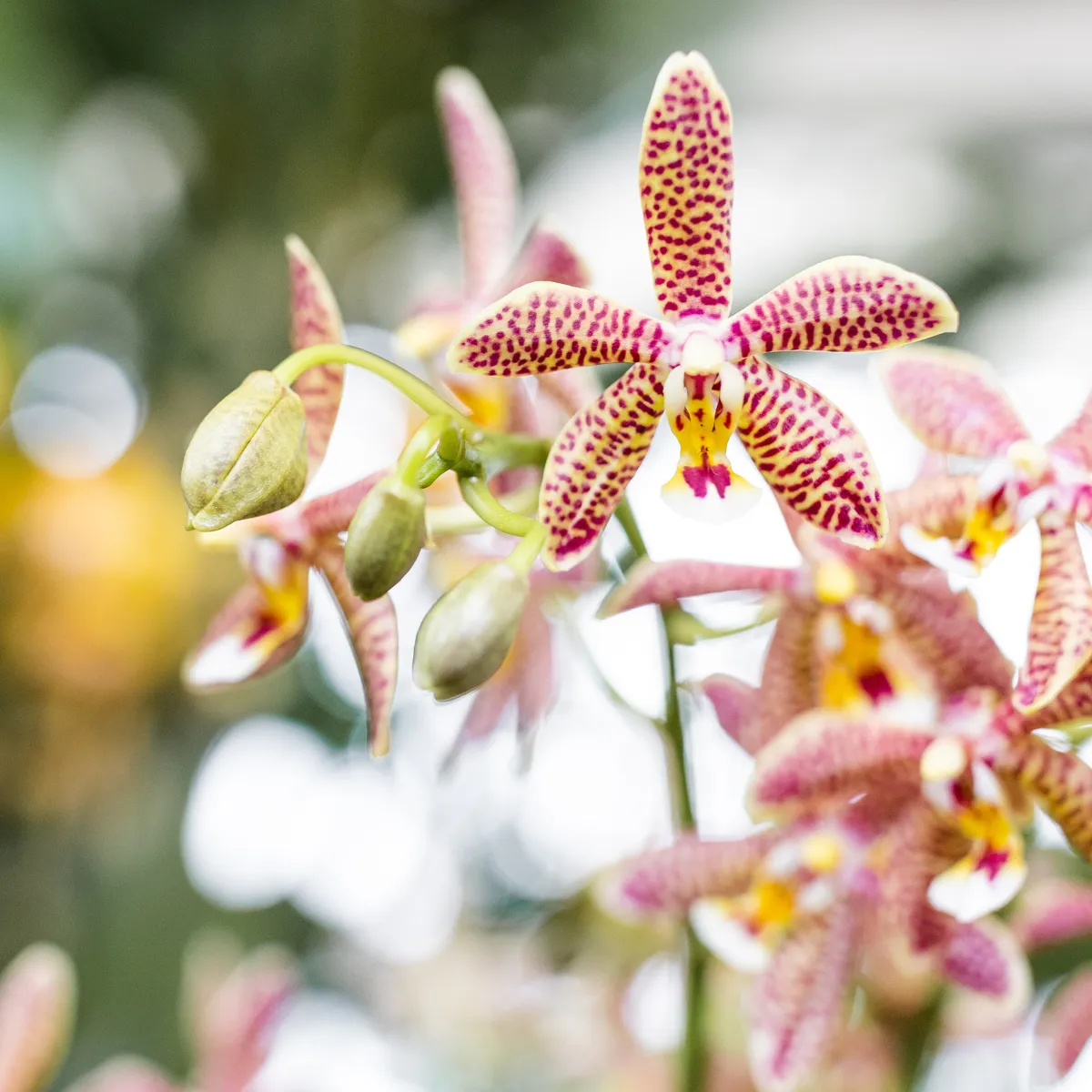 PLANT AND STORIES Phalaenopsis Spider orchidée pot 9 cm orange
