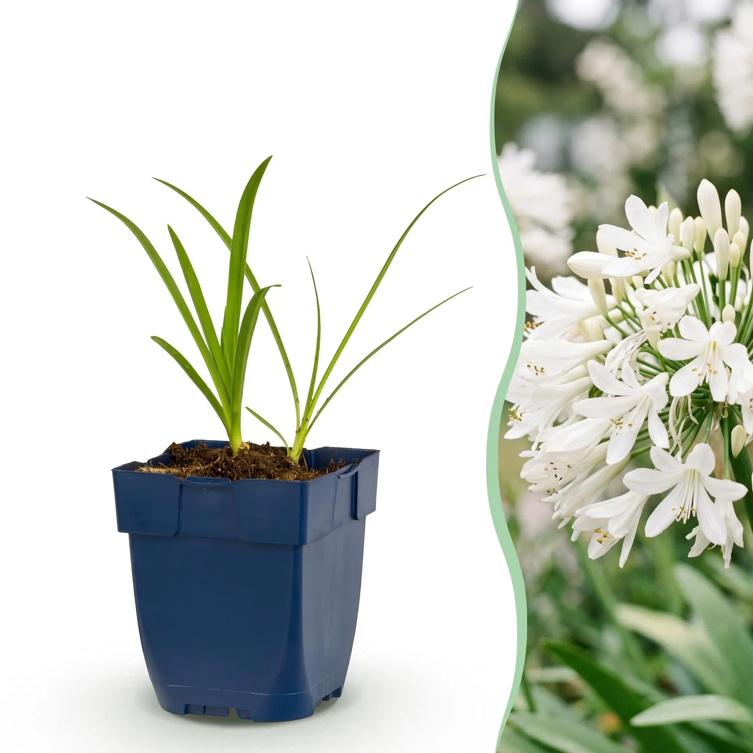 Plant and Stories Agapanthe Albus vivace 1 plant blanche