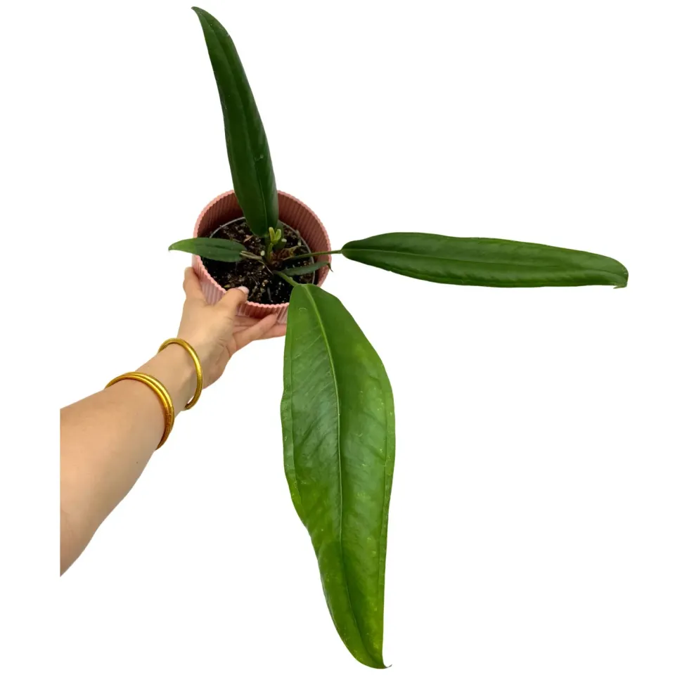 Plant and Stories Anthurium Bakeri plante pot 6 cm feuilles rubanées