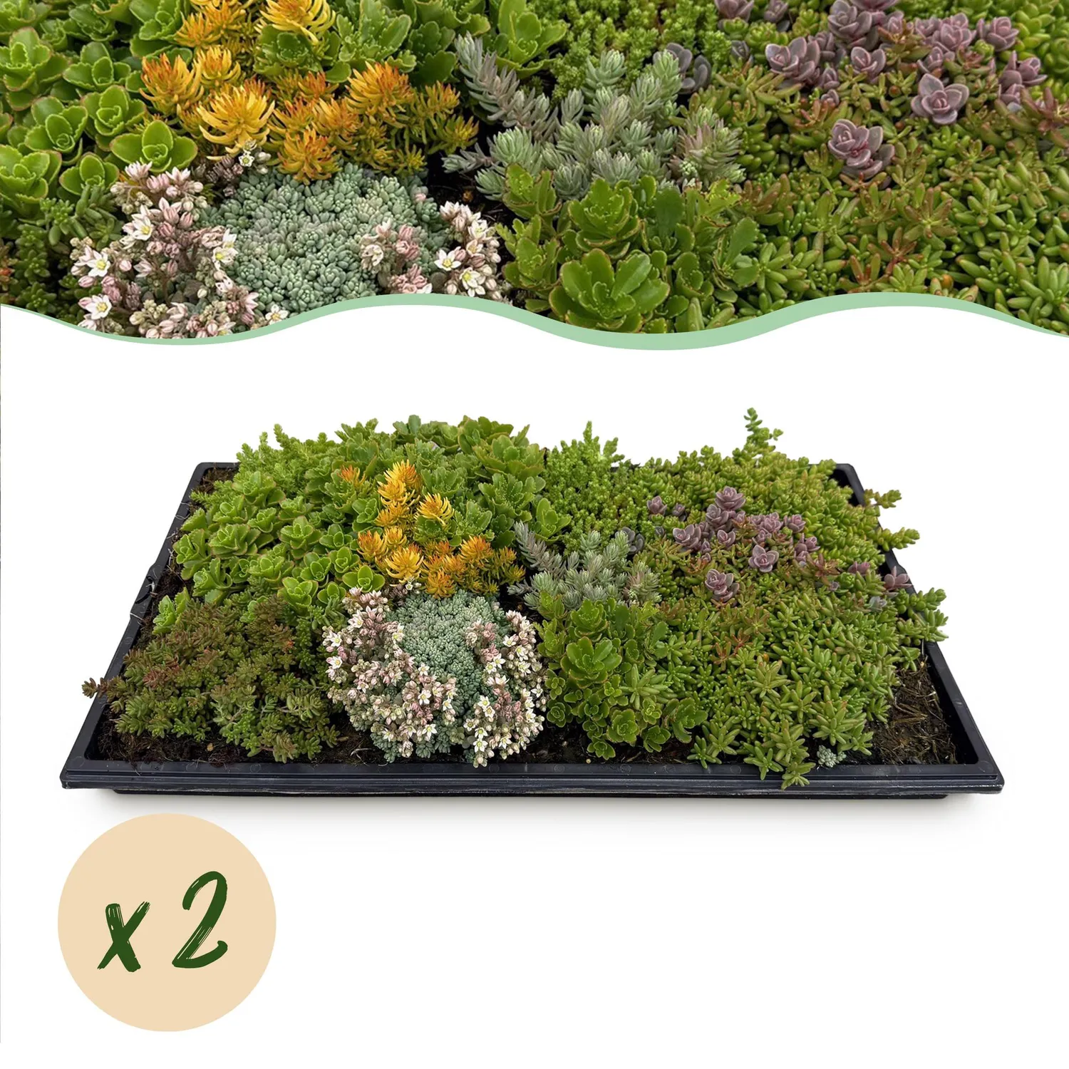 Plant and Stories Tapis de Sedum 10 espèces couvre-sol 50x30cm lot 2