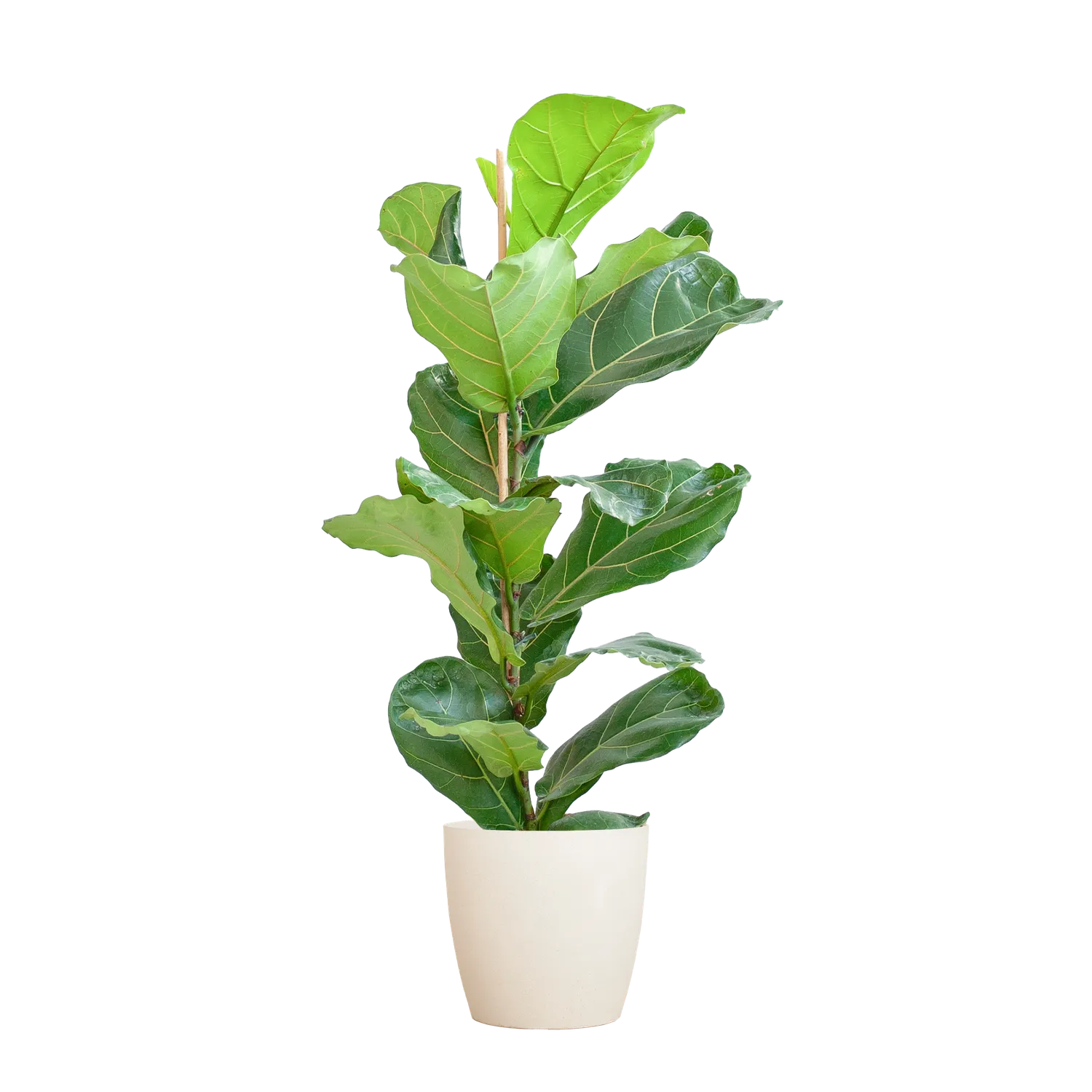 Plant and Stories Lyrata ficus pot 21 cm 75-85 cm sans cache-pot