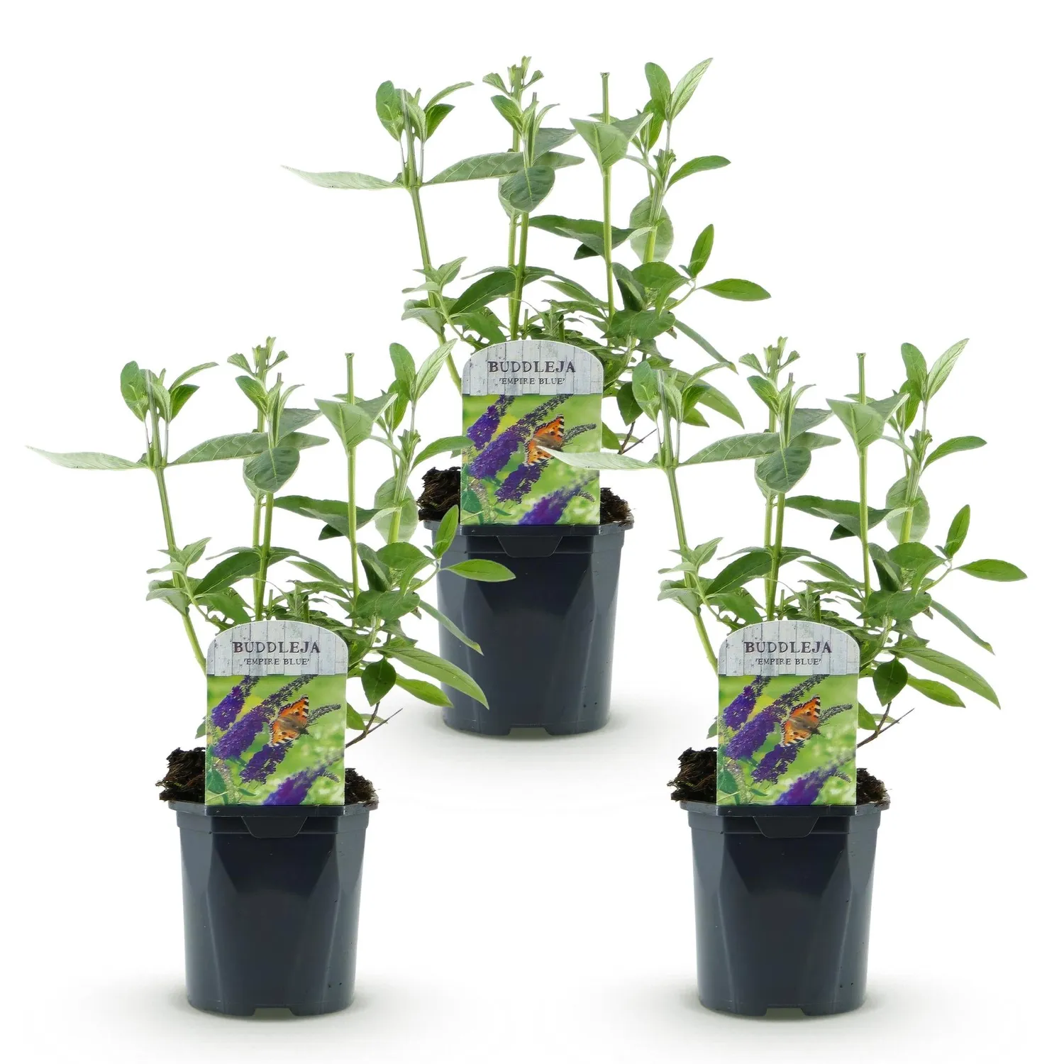 Plant and Stories Empire Blue arbre papillons bleu pot 17 cm