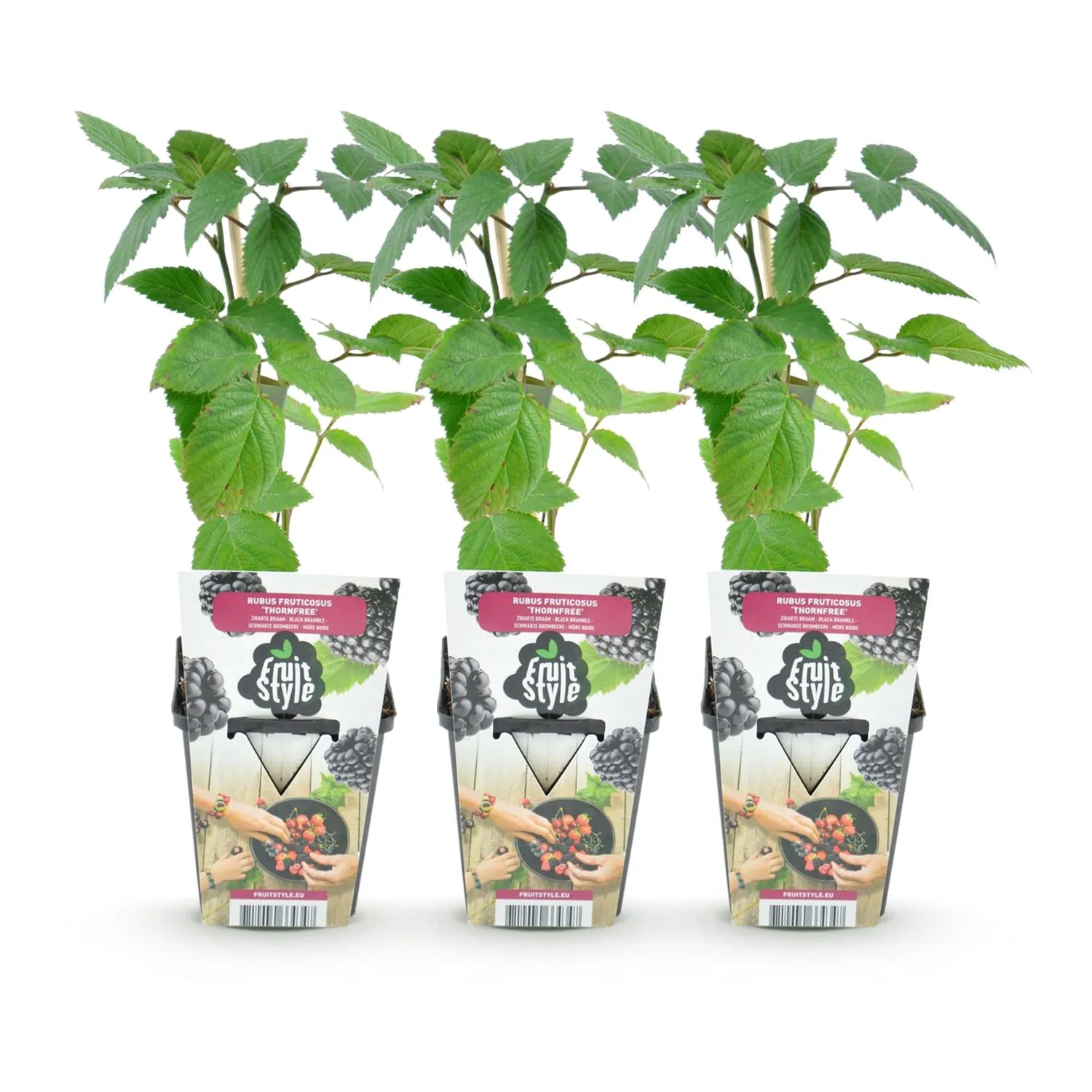 Plant and Stories mûre Thornfree ronce 3 plants sans épines