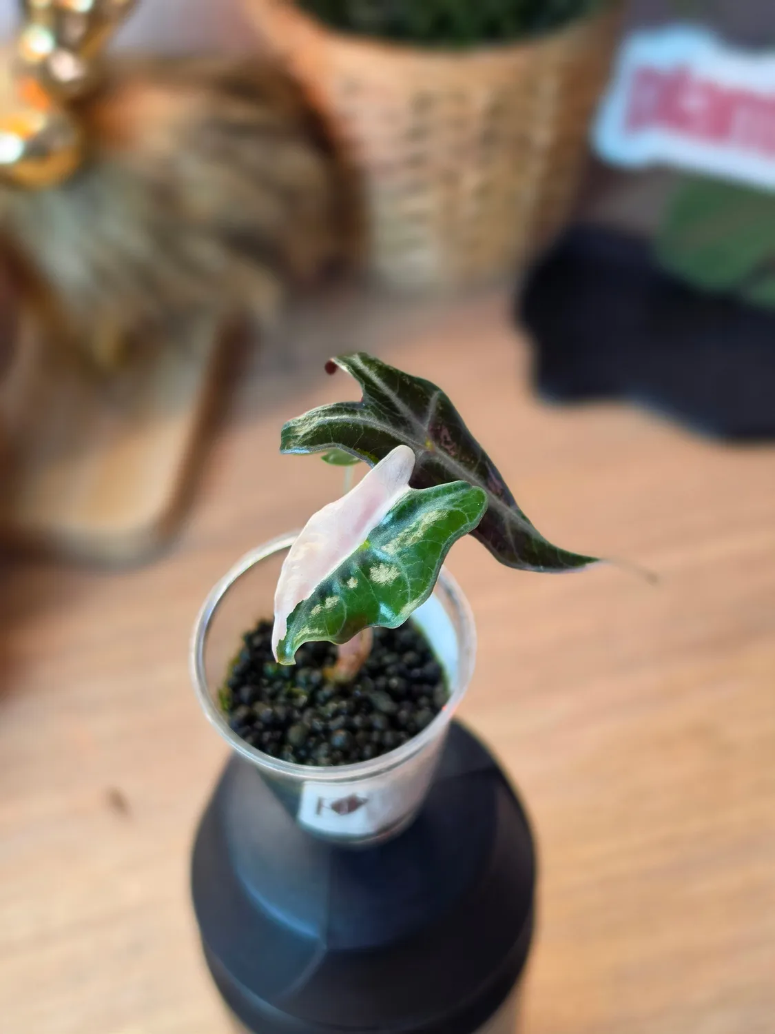 plant.ess Nobilis Pink alocasia rose panaché 3 feuilles