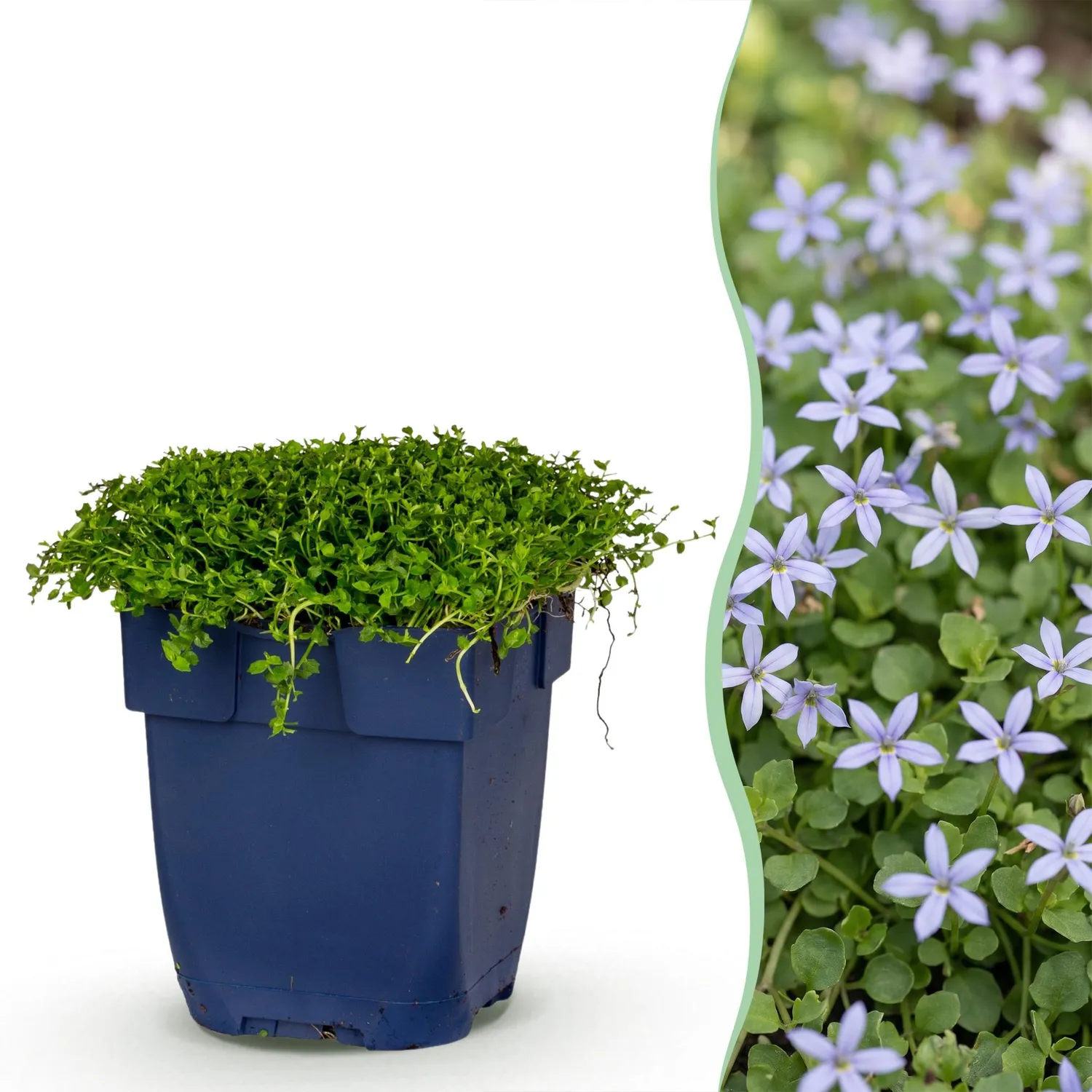 Plant and Stories Isotoma fluviatilis vivace 12 plants pot 11 cm