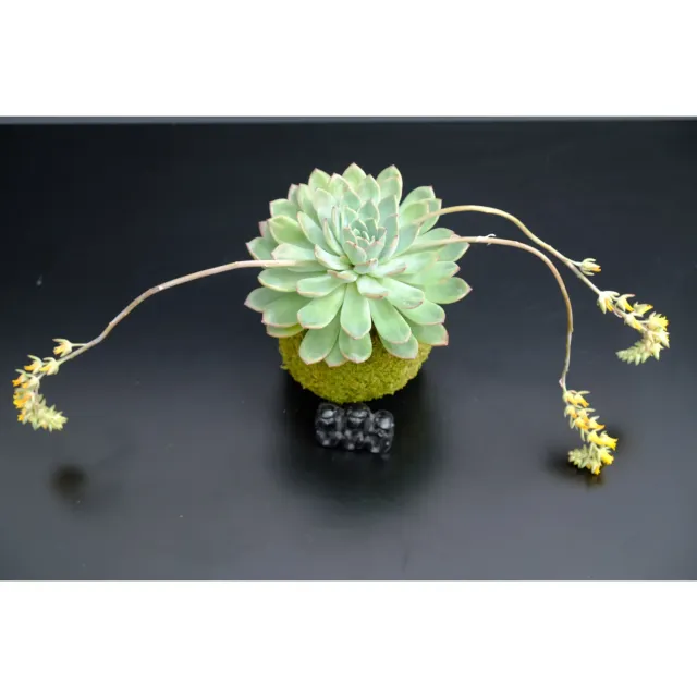 Oh My Green Echeveria fleurs jaunes kokedama taille M