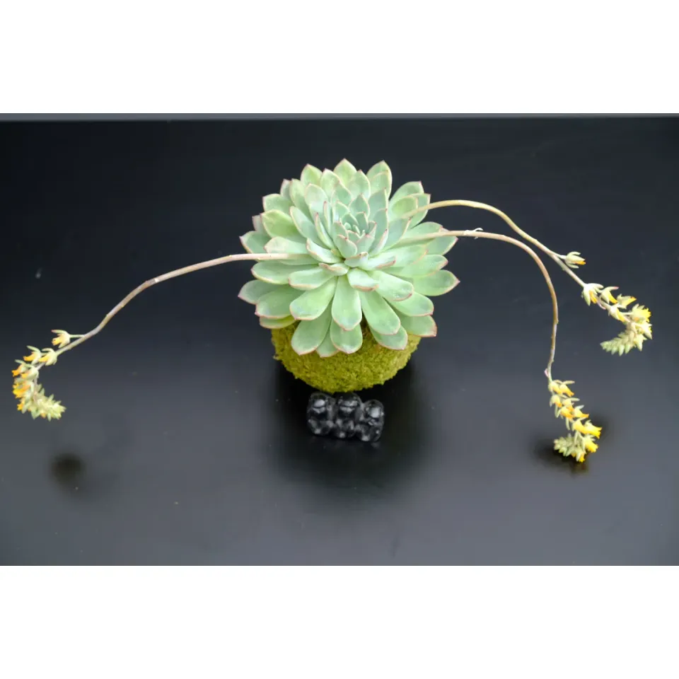 Oh My Green Echeveria fleurs jaunes kokedama taille M