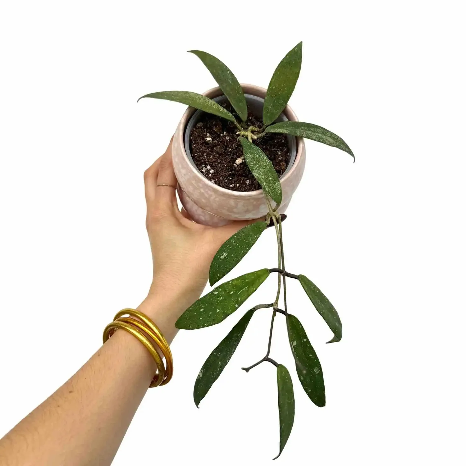 Plant and Stories Hoya Scortechinii UT001 plante fleur rose