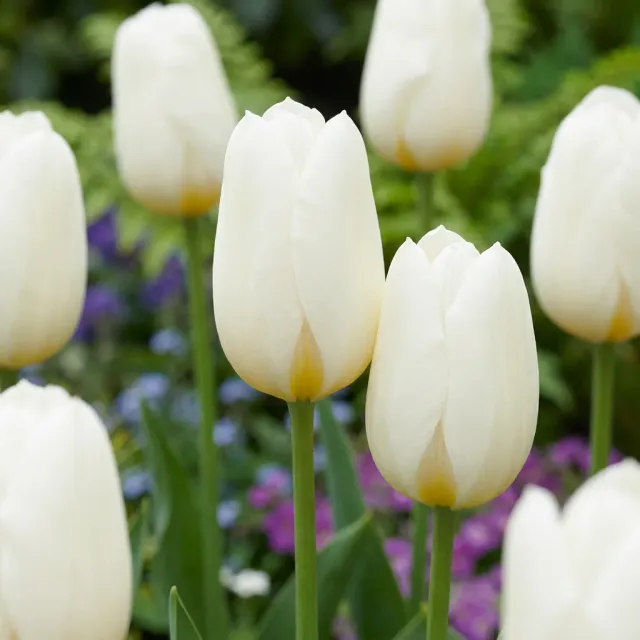 Plant and Stories Tulipe Triumph blanche bulbes 30 bulbes blanc pur