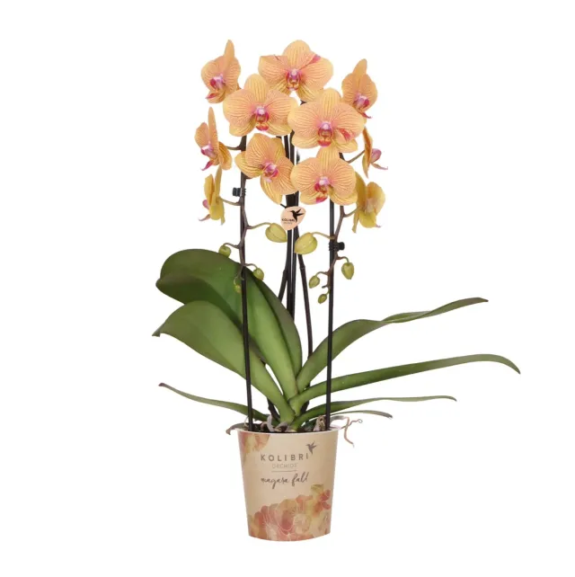 Plant and Stories Sunny Bunny orchidée orange pot 12 cm